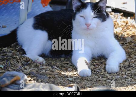 Black-and-white cat relaxing in the dappled shade on a sunny allotment garden, lying on woodchip mulch and looking content and peaceful. Stock Photo