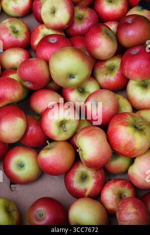 Apple harvest Stock Photo