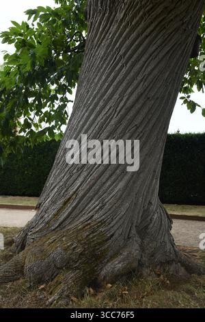 Twisted tree bark Stock Photo