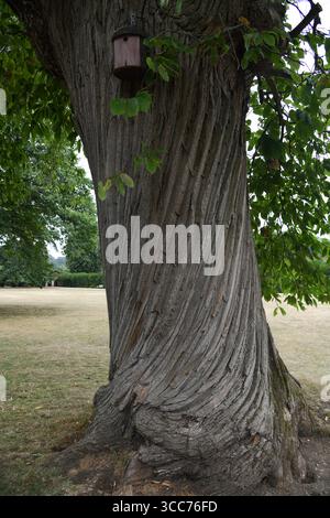 Twisted tree bark Stock Photo