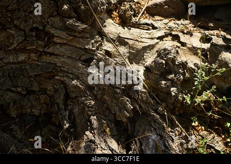 Detailed close-up of rough tree bark with cracks, grooves and knots, photographed in Boshkyzylsay, Uzbekistan, July 2025. Stock Photo