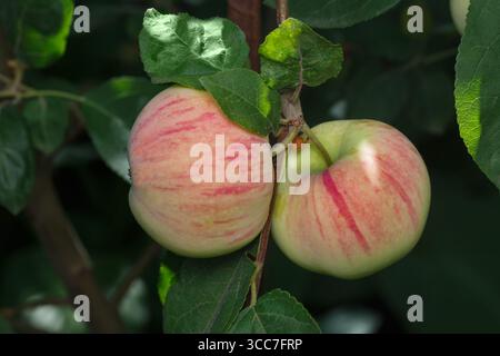 Two ripe, red-green apples hanging on a branch. Close-up Stock Photo