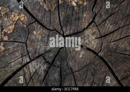 Texture of an old, fungus-covered and cracked stump. Cross-section of wood Stock Photo