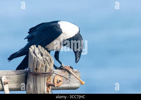 Pied Crow (Corvus albus) purched on old wooden pole with scavenged bone, Rooiels, Western Cape, South Africa Stock Photo
