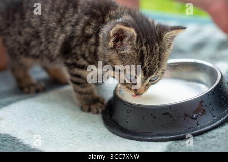 Kitten is drinking milk from a bowl. The bowl is black and silver. The kitten is small and cute Stock Photo