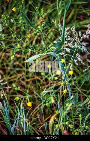 A vibrant close-up of a wild meadow, showcasing delicate grasses, tiny yellow blossoms, and fresh dew drops clinging to the foliage in the early morni Stock Photo