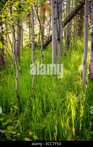 A quiet grove of aspens stands tall over fresh green grass, with a fallen branch creating a natural diagonal accent in the warm summer light. Stock Photo