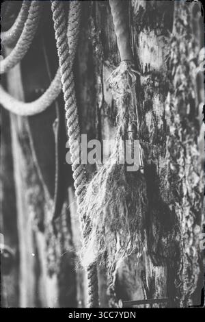 A worn and frayed rope hangs loosely against a weathered wooden post, its coarse fibers telling stories of hard work and countless days under the sun Stock Photo