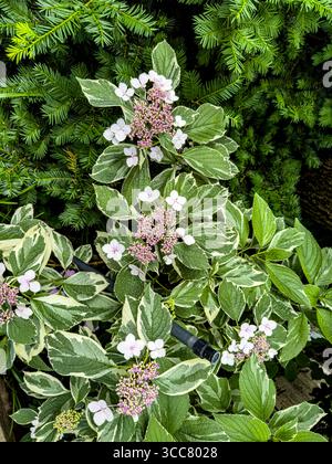 Hydrangea macrophylla, Lacecap Hydrangea or Mophead Hydrangea Stock Photo