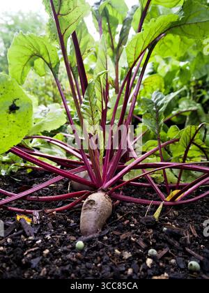 Fresh beetroot with root, red stems, and green leaves growing in organic garden soil. Stock Photo