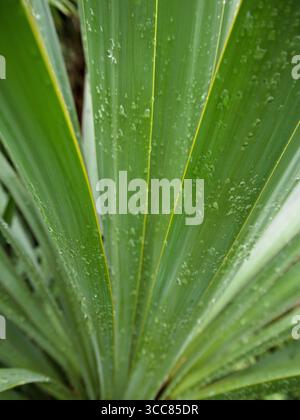 Close-up of palm lily leaves with fresh water droplets after rain. Stock Photo