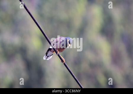 A common myna bird perches on an electric wire with a blurred green background. Its bright yellow beak and eye patch stand out against its brown body. Stock Photo
