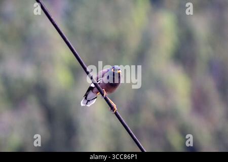 A common myna bird perches on an electric wire with a blurred green background. Its bright yellow beak and eye patch stand out against its brown body. Stock Photo