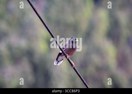 A common myna bird perches on an electric wire with a blurred green background. Its bright yellow beak and eye patch stand out against its brown body. Stock Photo