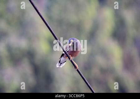A common myna bird perches on an electric wire with a blurred green background. Its bright yellow beak and eye patch stand out against its brown body. Stock Photo