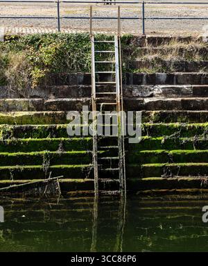 A metal ladder descends into the water from a mossy, stepped concrete wall, reflecting in the calm water below Stock Photo