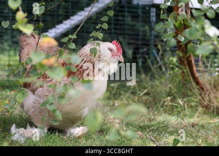 Salmon Faverolles chickens, of French origin, they are docile & entertaining family pets in a coop in a Sussex garden, UK Stock Photo