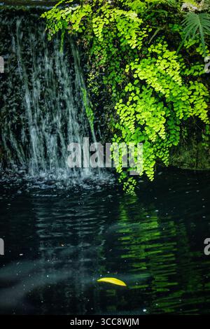 A serene image of lush green fern leaves growing beside a small waterfall in a forest, showcasing the calm and peaceful beauty of nature's untouched Stock Photo