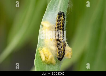 Large cabbage white caterpillar pieris brassicae - parasitized by parasitic wasp cotesia glomerata guarding the wasps cocoon cluster - uk Stock Photo