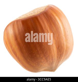 hazelnuts in shell isolated on a white background. Stock Photo