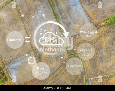 Methane emission from rice fields. Rice paddies are a major source of atmospheric methane (CH4). Wetland rice cultivation a major Cause of Global Warm Stock Photo