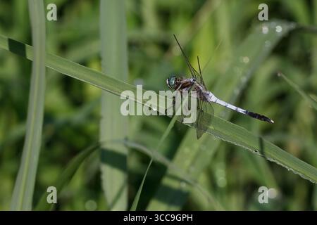 White-Tailed Skimmer Dragonfly or Common Whitetail (Orthetrum albistylum speciosum) on reeds in a park in Kanagawa, Japan. Stock Photo