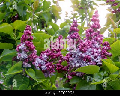 Clusters of oval lilac-purple buds and double bluish-lilac flowers blooming on a spring lilac shrub. Stock Photo