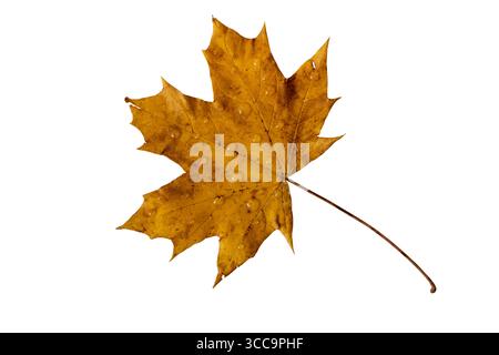 Brown autumn maple leaf covered with fresh raindrops isolated on white background. Symbol of fall, moisture, freshness, and seasonal change. Stock Photo