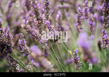 Bumblebee pollinating lavender blossoms in a dense patch of flowering herbs. Microfarming, urban beekeeping, sustainable food systems, local honey Stock Photo