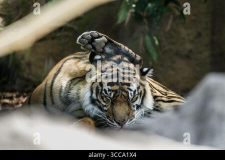 Bengal tigers resting and grooming inside Australia Zoo, Queensland, showing natural behaviour and close-up details of their striped coats. Stock Photo