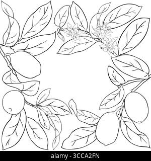 Cupuacu Branch with Flowers, Fruits Outline Frame. Stock Vector