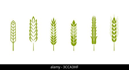 Collection of wheat ear vector illustrations. Various green wheat stalk isolated on white background Stock Vector