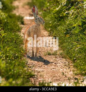 A hare  standing on a dirt road early in the morning looking intently at the camera . Stock Photo