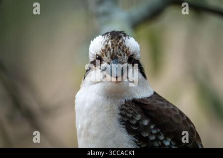 Laughing Kookaburra (Dacelo novaeguineae) perched on branch in Tasmania, Australia. Stock Photo
