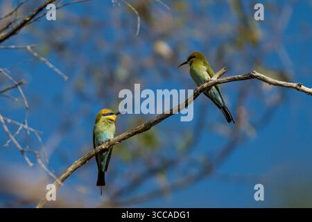 Pair of Rainbow Bee-eaters (Merops ornatus) resting together in Tasmania, Australia. Stock Photo