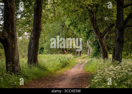 dirt path winds through an old park on a summer evening. Stock Photo