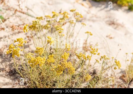 Yellow wildflowers growing on sandy beach dunes Stock Photo