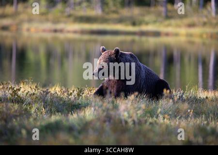 Eurasian brown bear (Ursus arctos arctos) Stock Photo