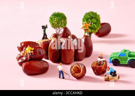 Miniature Workers Harvesting Dates A Creative Food Photography Concept, Farmer working on fresh date fruit on pink background Stock Photo