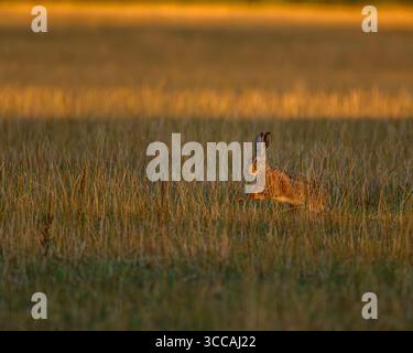 Hare standing on its back legs in Oxfordshire,UK Stock Photo