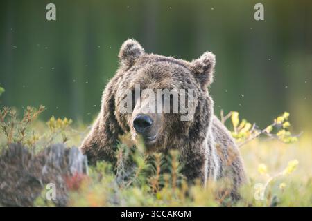 Eurasian brown bear (Ursus arctos arctos) in closeup. Photographed in Eastern Finland (Lentiira) Stock Photo