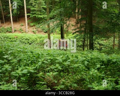 Tree stump with two red dots on clearing. Striking marking after logging. Copyspace Stock Photo