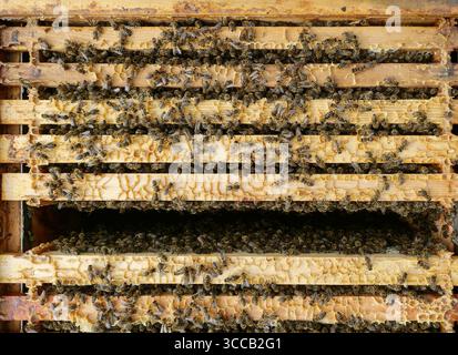 Bees on honeycomb frames work in the hive. They build and fill the cells. Nature photo from a beekeeping facility. Copyspace Stock Photo