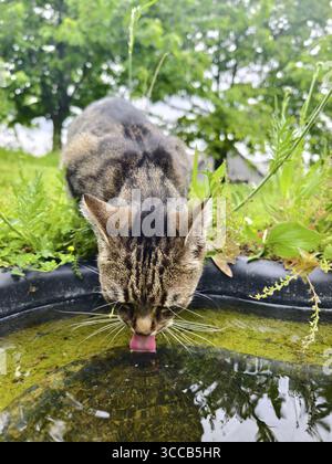A cat drinks water from a pool surrounded by plants Lower Austria Austria Stock Photo