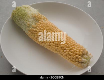 Pop corn on the cob Stock Photo