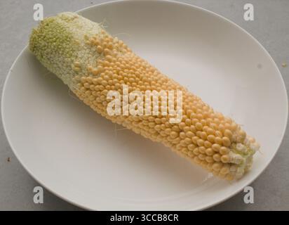 Pop corn on the cob Stock Photo
