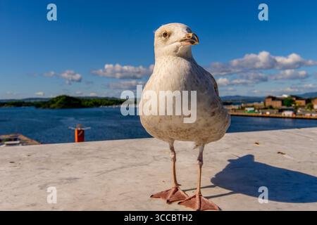 Seagull in Oslo harbour, Norway Selective focus Stock Photo