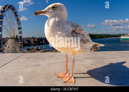 Seagull in Oslo harbour, Norway Selective focus Stock Photo