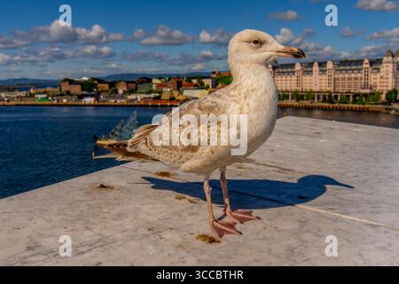 Seagull in Oslo harbour, Norway Selective focus Stock Photo