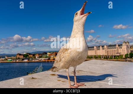 Seagull in Oslo harbour, Norway Selective focus Stock Photo